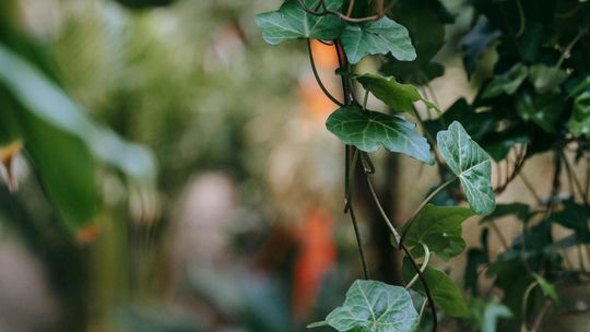 Podpora do kwiatów pnących – jak stworzyć zdrową, efektowną przestrzeń dla roślin?