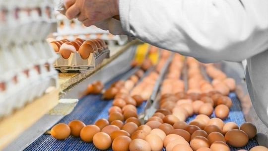 Polska potęgą w produkcji jaj. Padł historyczny rekord