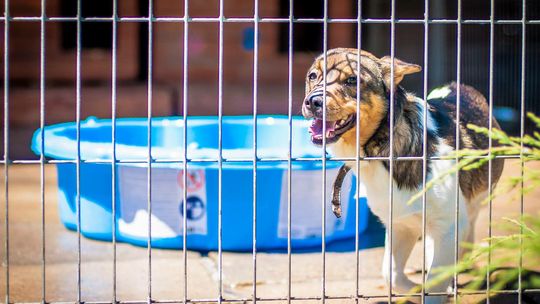 Pomóż zwierzakom się schłodzić! Tczewskie schronisko prosi o baseny i kurtyny wodne