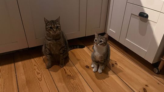 Ponad 80 kotów w schronisku. Pilnie potrzebne domy tymczasowe!