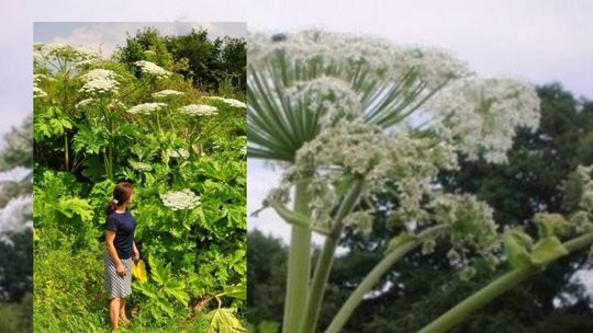 Poparzenia i wstrząs. Są wsie, które całkowicie opanował barszcz sosnowskiego