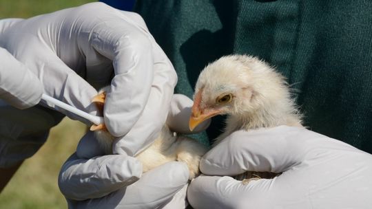 Potwierdzony przypadek ptasiej grypy u człowieka. Czeka nas nowa epidemia? 