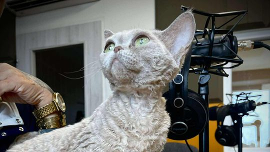 Przed nami Międzynarodowa Wystawa Kotów Rasowych w Tczewie