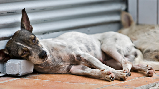 Przybywa bezdomnych zwierząt. Schroniska robią bokami