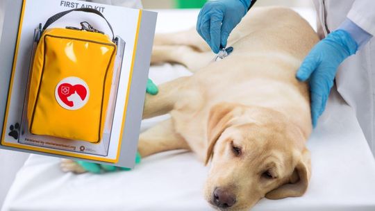 Psia apteczka w pociągu. Warto mieć taką w domu