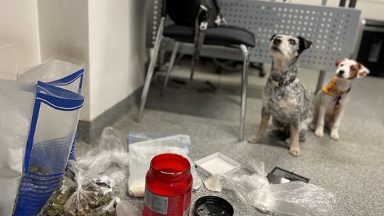 Psiaki pomorskiej Krajowej Administracji Skarbowej wyczują każdy podstęp. Poznajcie Edka i Lolę