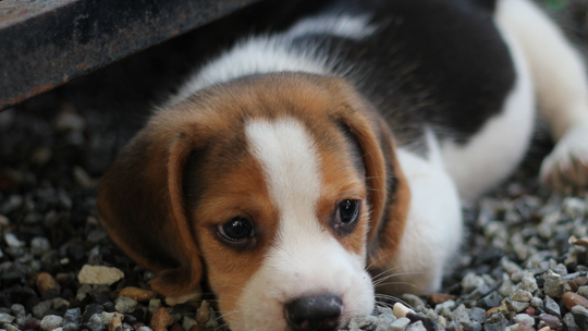 Psy i koty najczęściej porzucane są w wakacje. Jak wygląda sytuacja zwierząt na początku lata?