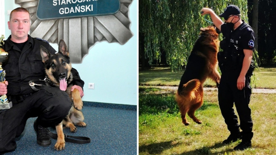 Roki i Szafir - dwa policyjne psy ze starogardzkiej komendy przeszły na emeryturę