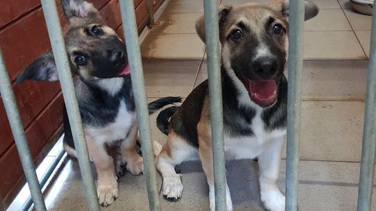 Rokitki: Dwa szczeniaki przywiązane do drzewa [AKTUALIZACJA]