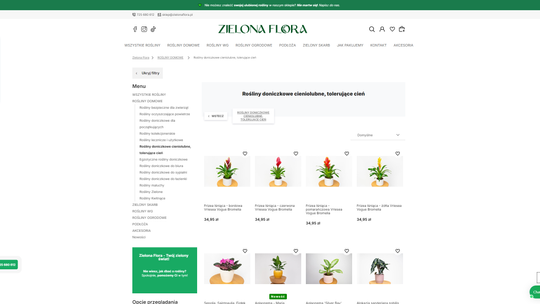 Rośliny cieniolubne idealne do biura: Stwórz zieloną przestrzeń w pracy