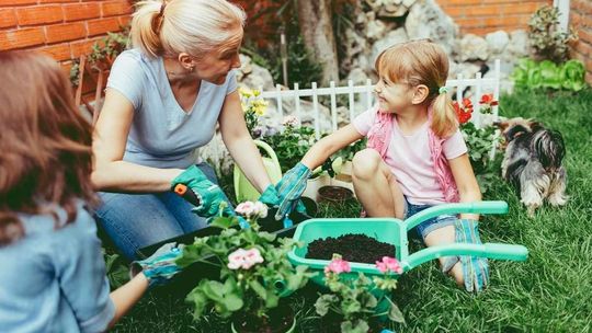 Rośliny trujące. Czego nie sadzić w ogródku i na balkonie?