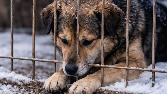 Są już wstępne wyniki pilnych kontroli w schroniskach dla zwierząt