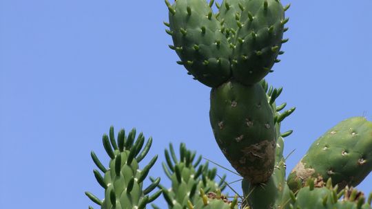 Sarsaparilla nie tylko dla kulturysty