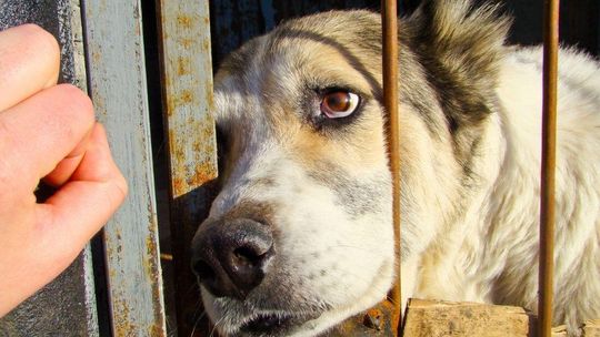Schroniska pod ścisłym nadzorem. Państwo zaostrza kontrole