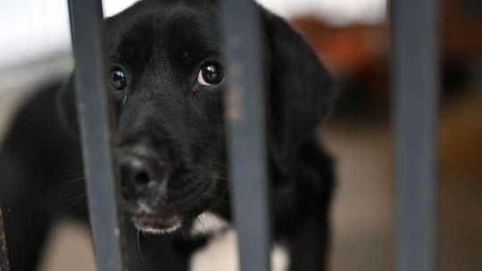 Schronisko dla zwierząt pod lupą prokuratury. Były protesty, jest śledztwo