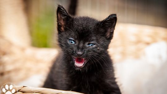 Sezon letni także w Schronisku dla zwierząt. Otwiera się Staruszkowy Raj