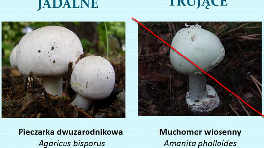 Sezon na grzyby rozpoczęty. Jak sprawdzić, czy nie zebraliśmy trującego?
