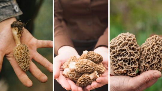 Sezon na grzyby zaczyna się wiosną. Grzybiarze ruszyli na połów