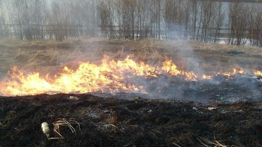 Sezon na wypalanie łąk trwa w najlepsze. Nawet mandaty nie pomagają