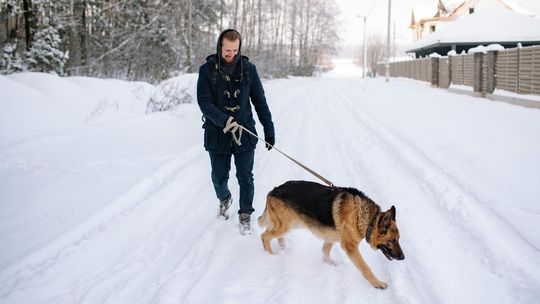 Zimowy Spacer Przyjaźni z psami odwołany ze względu na złe warunki pogodowe