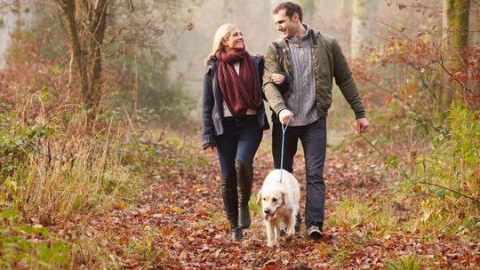 Spacerujesz po lesie z psem? Absolutnie nie puszczaj go luzem