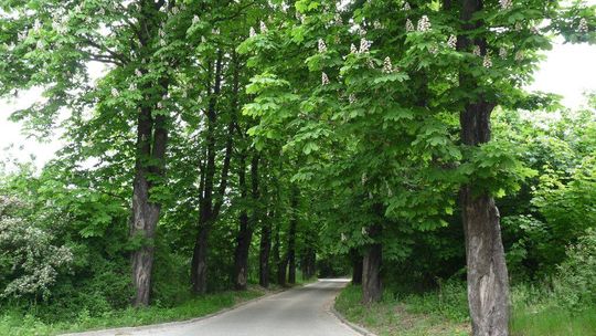 Społeczna akcja ratowania kasztanowców przed szkodnikami