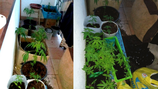 Starogard Gdański: Na balkonie uprawiali marihuanę 