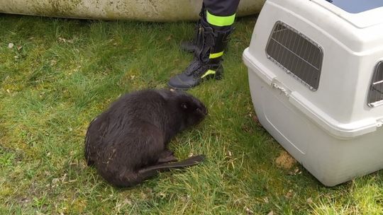 Strażacy ze Starogardu Gdańskiego uratowali bobra