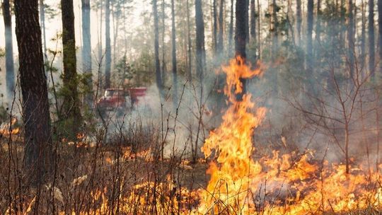 Susza uderza w Polskę. Lasy już odczuwają skutki. A przed nami majówka