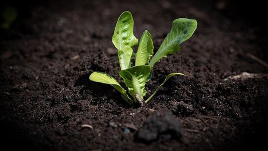 System automatycznego nawadniania dla ogródka warzywnego