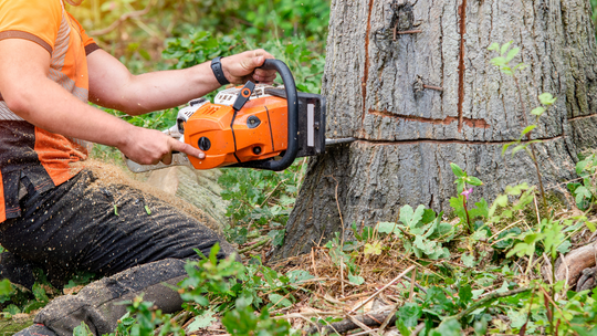 Szybciej usuniesz drzewo z własnej działki. Proponuje zespół Brzoski