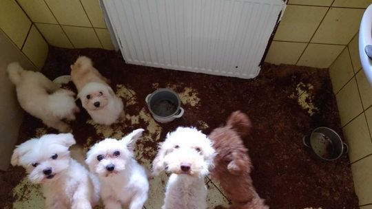 Tak wygląda nielegalna fabryka rasowych psów [ZDJĘCIA, WIDEO]