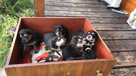 Tczew: 7 szczeniaków porzuconych w rowie. Schronisko szuka świadków i apeluje o pomoc