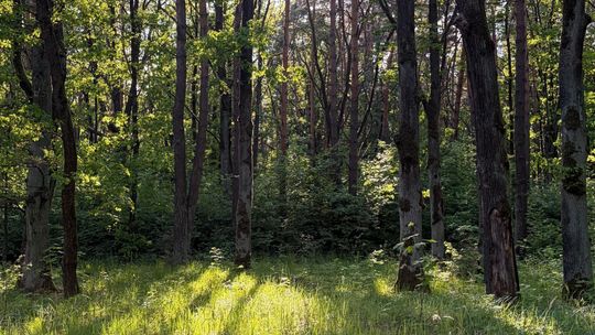 [TCZEW] Zawiadomienie – Uproszczony Plan Urządzenia Lasu…