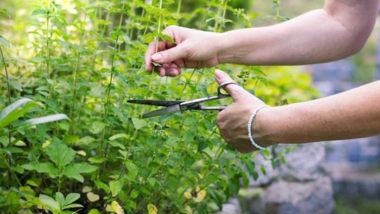 Ile oregano w oregano? Mniej niż może się wydawać