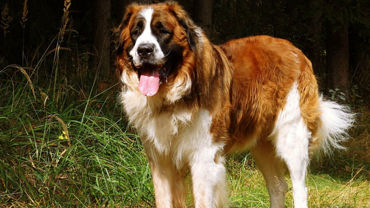 Tego psa bez pozwolenia nie kupisz. Sprawdź, czy jest na liście