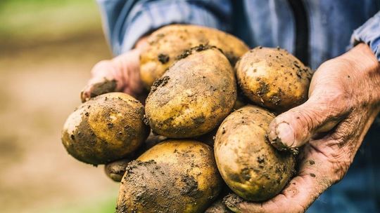 Tłuczone i frytki z Niemiec. Polskę zalewają zagraniczne ziemniaki