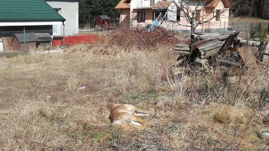 Trąbki Wielkie: 36-latek śmiertelnie postrzelił psa sąsiadów 