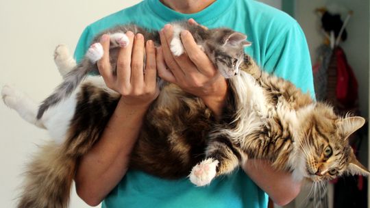 Tragiczne odkrycie w zamrażarce jednej z pseudohodowli