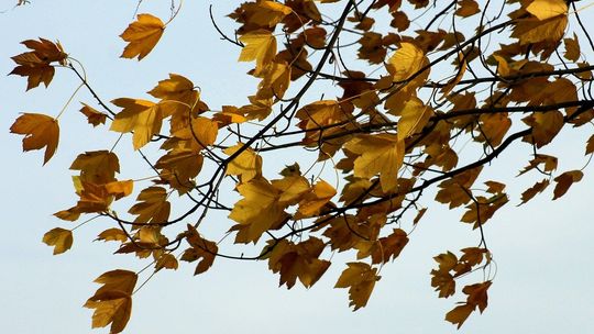 Uwaga na bardzo silny wiatr! [OSTRZEŻENIE METEOROLOGICZNE]