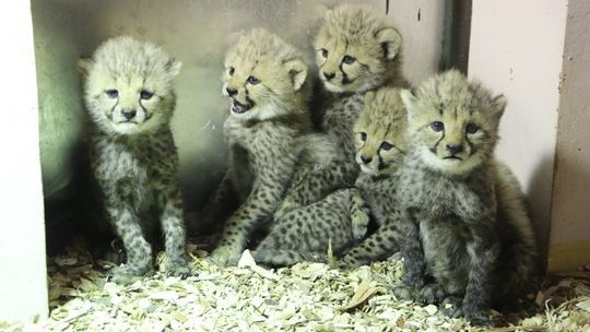 W gdańskim ogrodzie zoologicznym urodziły się gepardy grzywiaste. Mają 2 ojców