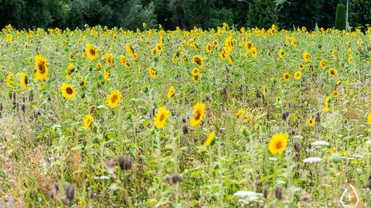 W Pelplinie powstały nowe łąki kwietne