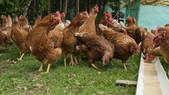 W sklepach zabraknie jaj, drobiu i makaronu? To realne zagrożenie