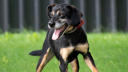 WAŻNE! Piesek poszukuje kochającego domu