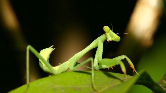 Widzisz modliszkę? Zrób jej zdjęcie 