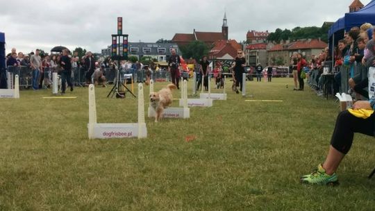 Wielkie mistrzostwa psich sztafet już we wrześniu w Tczewie