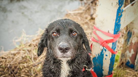 Właściciel ustalony. Pies czeka na adopcję