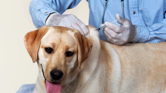 Właściciele psów do kontroli. Może się to zakończyć kosztownym mandatem