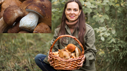 Wrzesień w lasach pachnie grzybami. Kosze pełne borowików i kurek