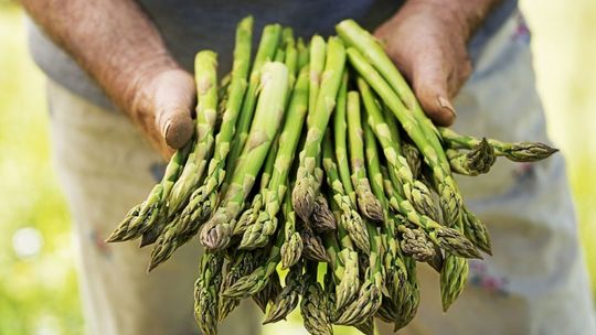 Wszędzie te szparagi. Jakie wybrać i jak przyrządzić - 4 przepisy